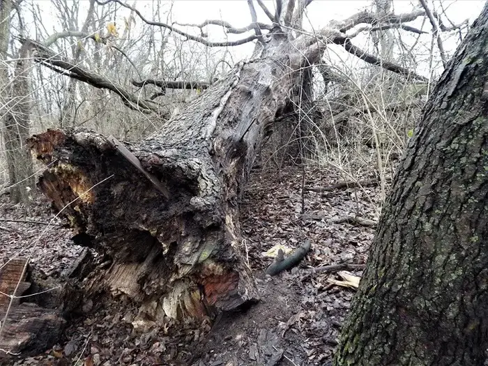 Tree Root Cavity