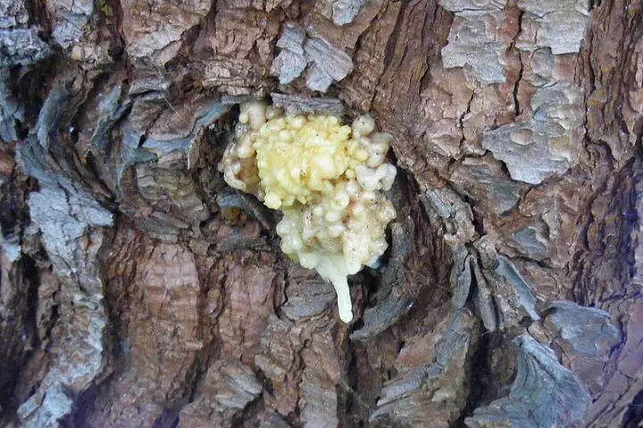 Tree Sap