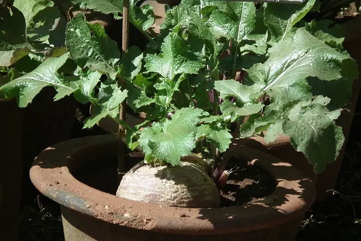Turnip Plant in Pot