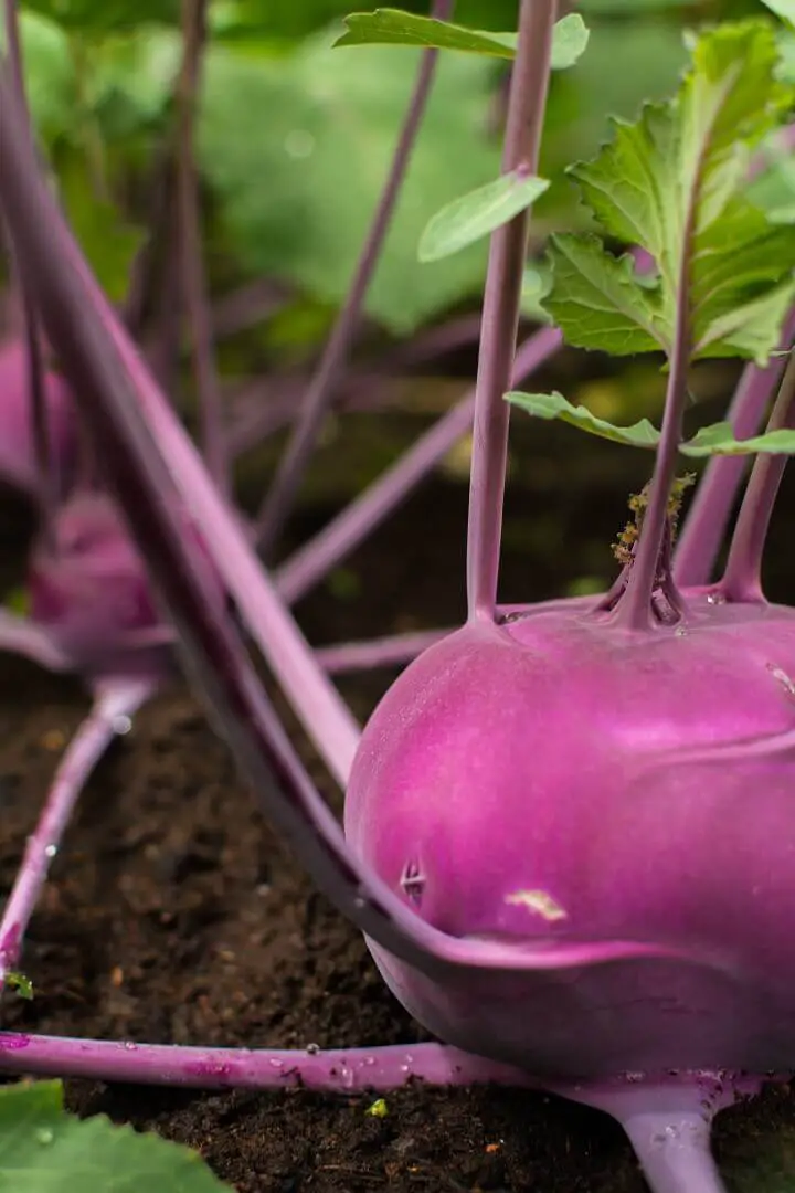 14 Foods You Can Grow in Buckets Any Time of Year