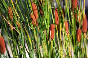 Typha angustifolia (cattail berdaun sempit)
