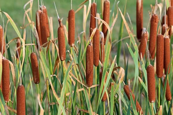 Cattails - The Little Known Survival Super Food