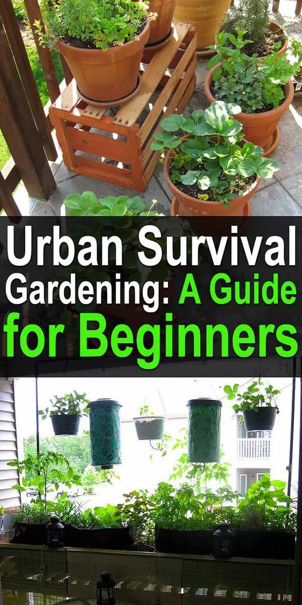 Urban Survival Gardening: A Guide for Beginners