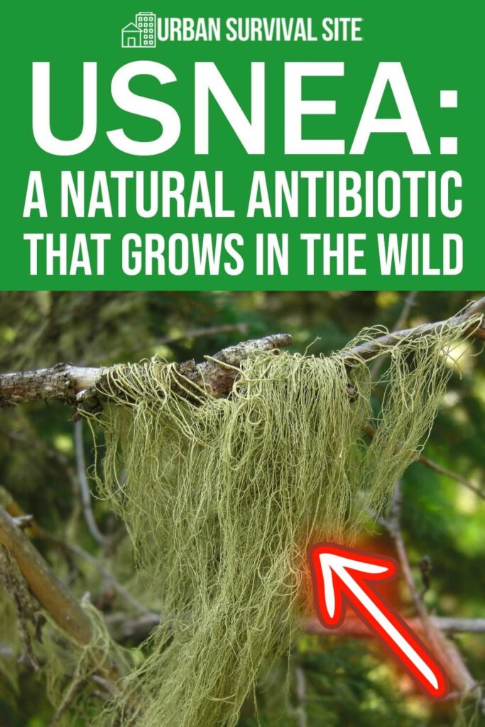Usnea: A Natural Antibiotic That Grows in the Wild