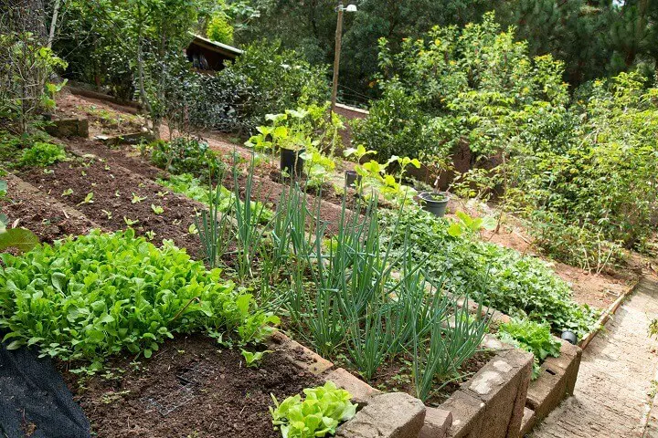 Vegetable Garden in Backyard