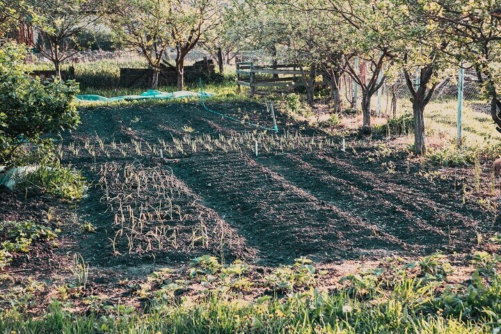 Vegetable Garden on Farm