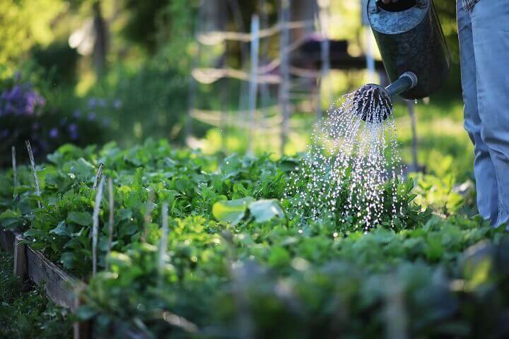 Watering a Vegetable Garden
