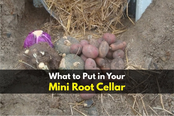 What to Put in Your Mini Root Cellar