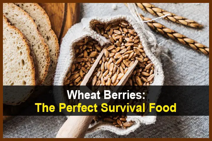 Wheat Berries: The Perfect Survival Food