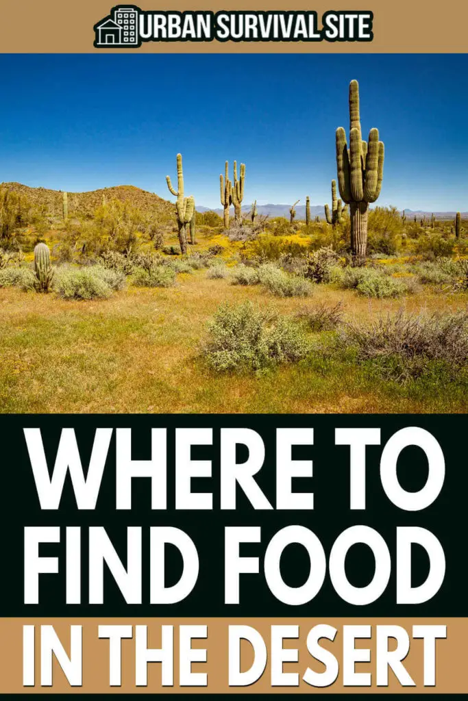 Where To Find Food In The Desert