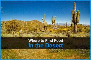 Where To Find Food In The Desert