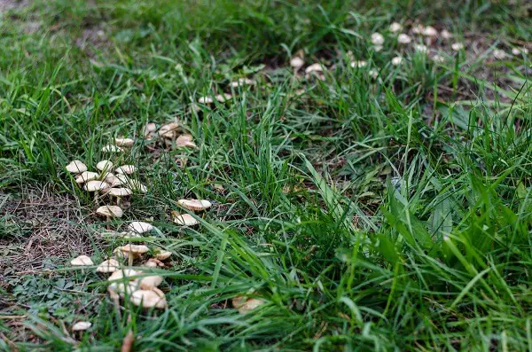 White Ferry Ring Mushrooms