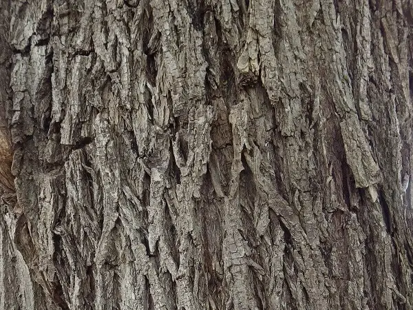 While Willow Bark