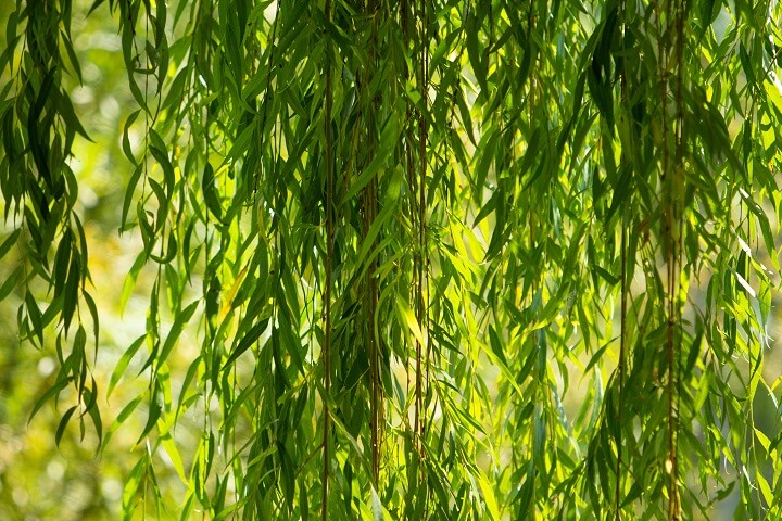 White Willow Leaves Hanging