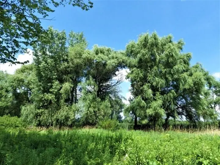 White Willows