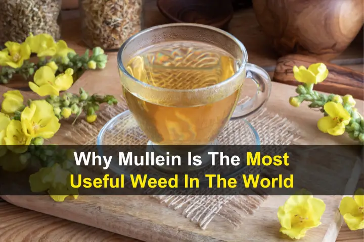 Why Mullein Is The Most Useful Weed In The World