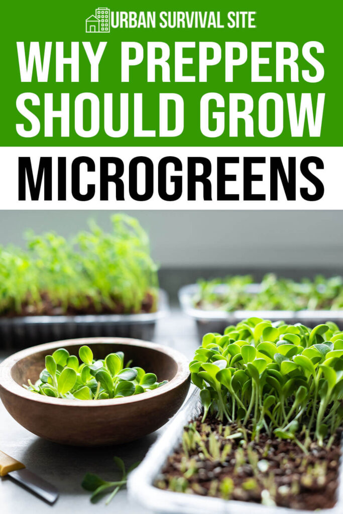 Why Preppers Should Grow Microgreens