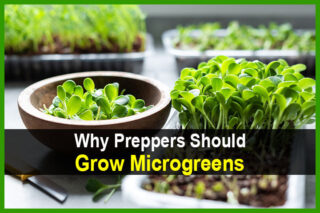 Why Preppers Should Grow Microgreens