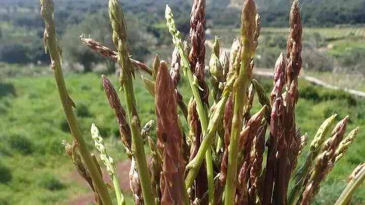 Wild Asparagus