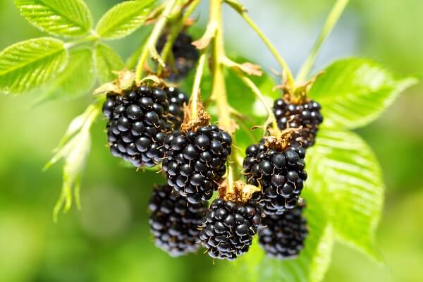 Wild Blackberries On Shrub