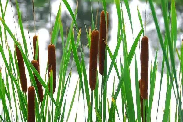 Wild Cattails