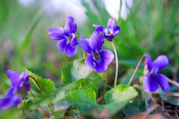 Wild Violets