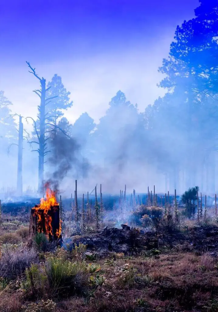 Wildfire Destruction in Arizona