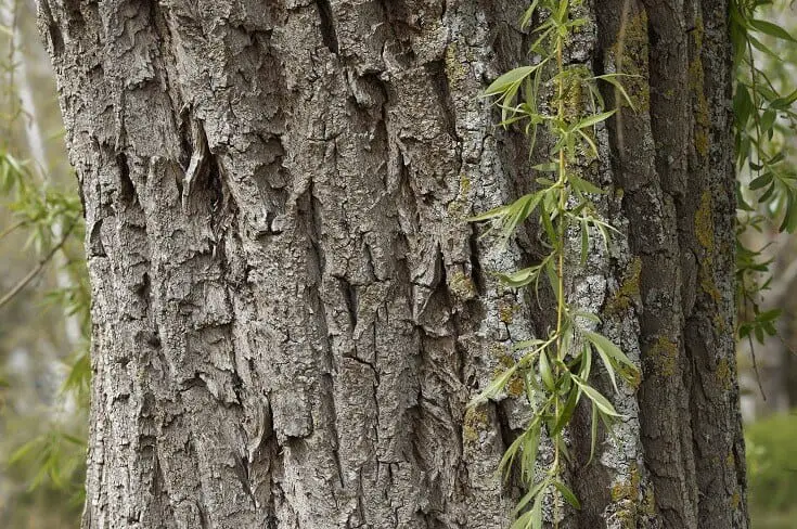 Willow Bark On Tree