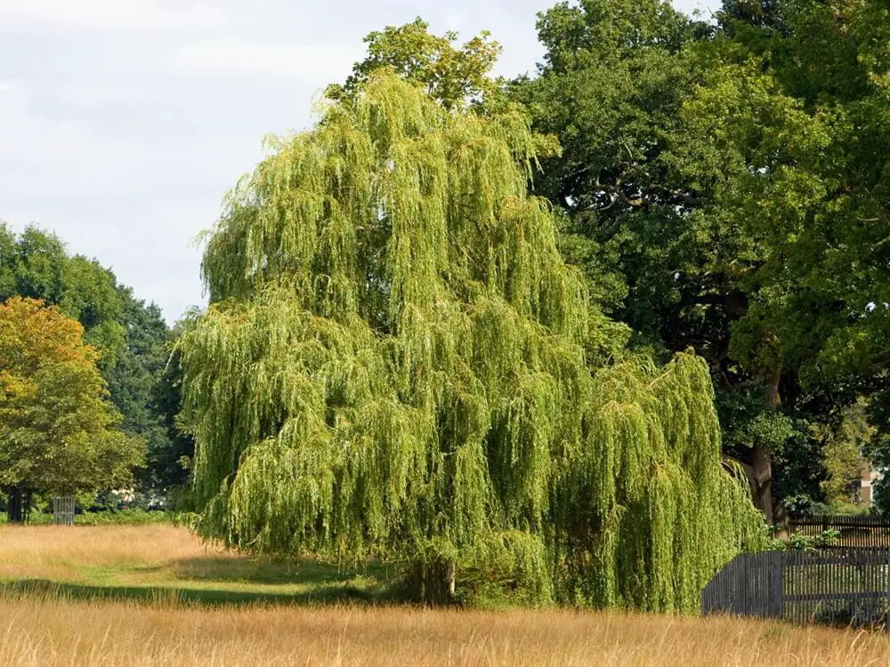 Willow (Salix spp.)