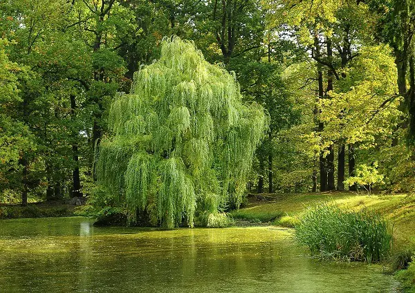 Willow Tree | Trees Every Prepper Should Know