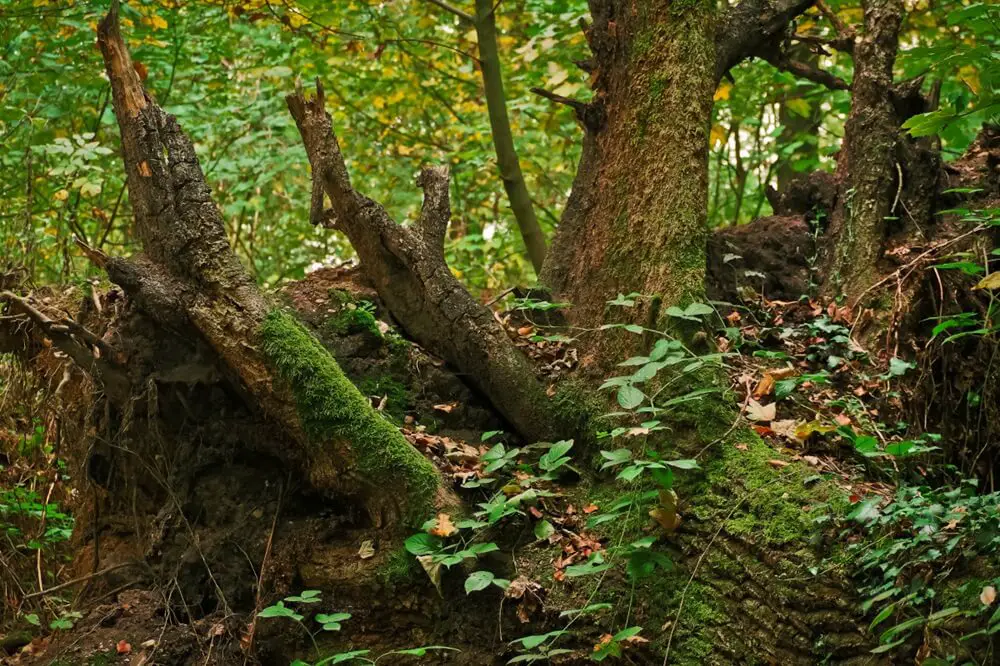 Windbreak in Wilderness