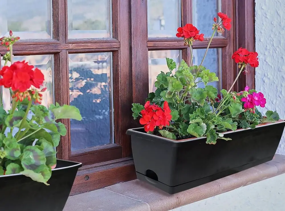 Window Boxes