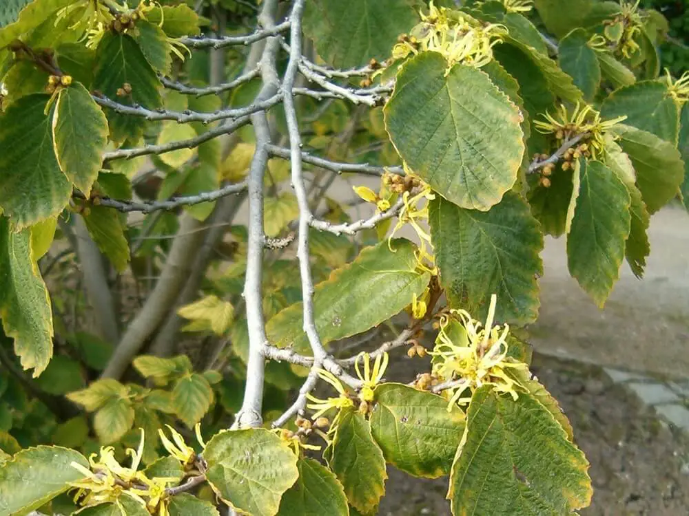 Witch Hazel (Hamamelis virginiana)