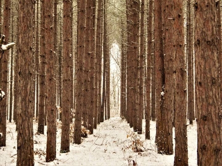 Woods In Winter
