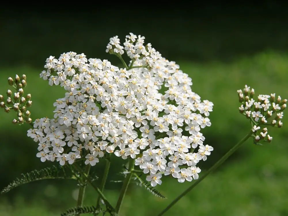 Yarrow (Achillea millefolium)