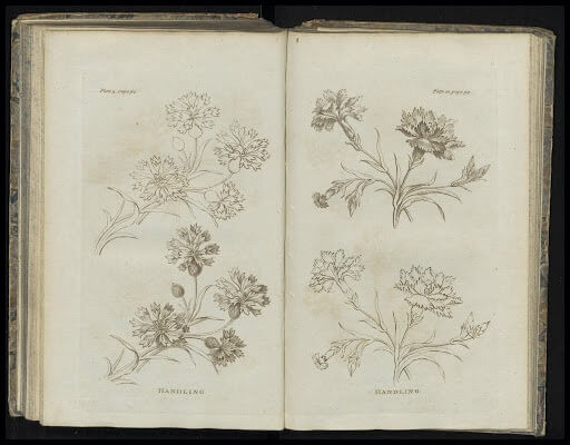Yarrow Illustration From Old Book