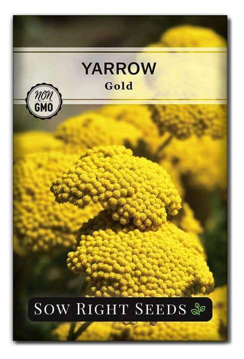 Yarrow Seed Packet